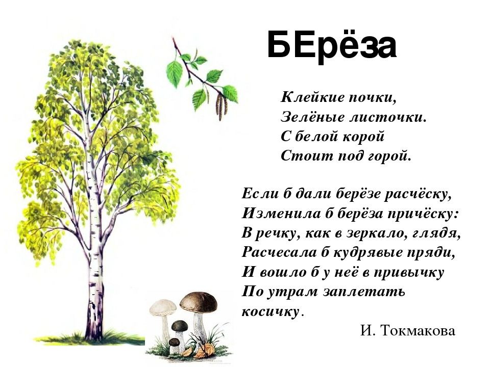 Trees текст. Стих про березу. Стих про березу для детей. Стих про березу короткий. Берёзка стихотворение.