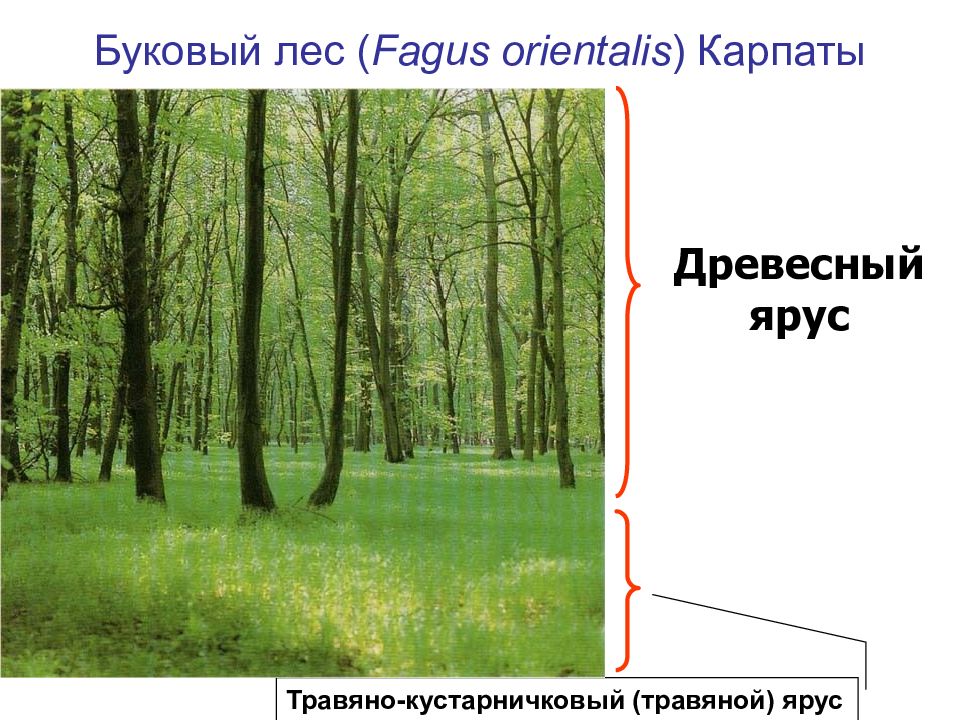 Особенности строения растений в лесу. Травяно-кустарничковый ярус. Травяно-кустарничковый ярус примеры. Травяно-кустарничковый ярус фото. Буковый лес Карпаты.