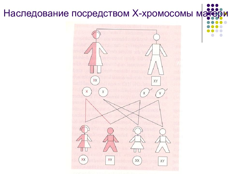 Хромосомы отца и матери. Модели наследования. Наследование с у хромосомой. Хромосомы матери. Полимерный Тип наследования.