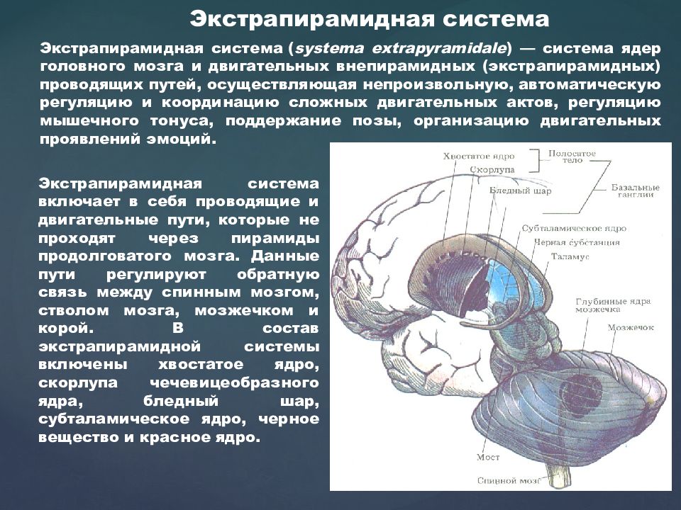 Поражение экстрапирамидной системы. Экстрапирамидная система неврология схема. Схемы пирамидной и экстрапирамидной систем мозга. Проводящие пути экстрапирамидной системы. Анатомия экстрапирамидной системы.