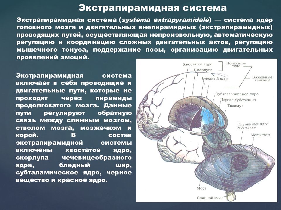 2 системы мозга. Ядра экстрапирамидной системы. Экстрапирамидная система мозга. Экстрапирамидная система полосатое тело. 6 Ти нейронный путь экстрапирамидной системы.