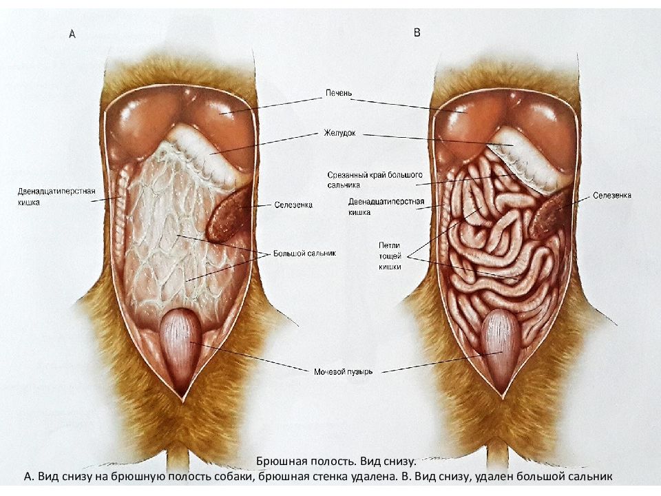 Можно ли собаке селезенку. Анатомия брюшной полости собаки. Строение внутренних органов собаки брюшная полость. Топография органов брюшной полости собаки. Расположение внутренних органов у собаки анатомия.