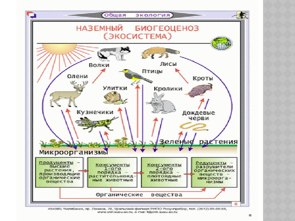 Экосистемы 11 класс биология конспект. Структура экосистемы биология. Структура экосистемы схема 11 класс биология. Что такое экосистема в биологии 10 класс. Схеме структуры биогеоценоза (экосистемы):.