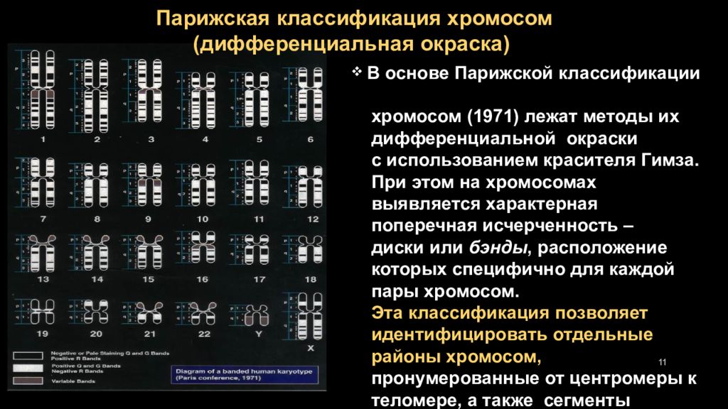 Таблица хромосом. Парижская классификация хромосом человека. Денверская и Парижская классификация хромосом таблица. Денверская классификация хромосом человека таблица. Кариотип Денверская классификация.