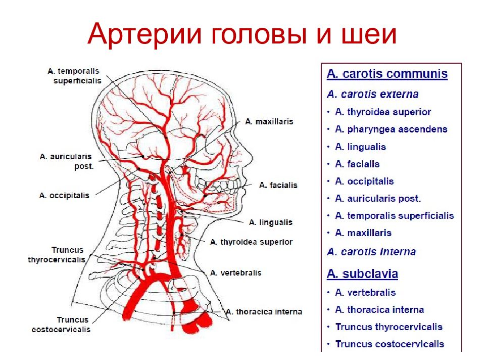 Сонные ветви. Общая Сонная артерия и яремная Вена. Артериальная система человека анатомия артерии головы и шеи. Артерии шеи и головы области кровоснабжения. Наружная и внутренняя Сонная артерия анатомия.