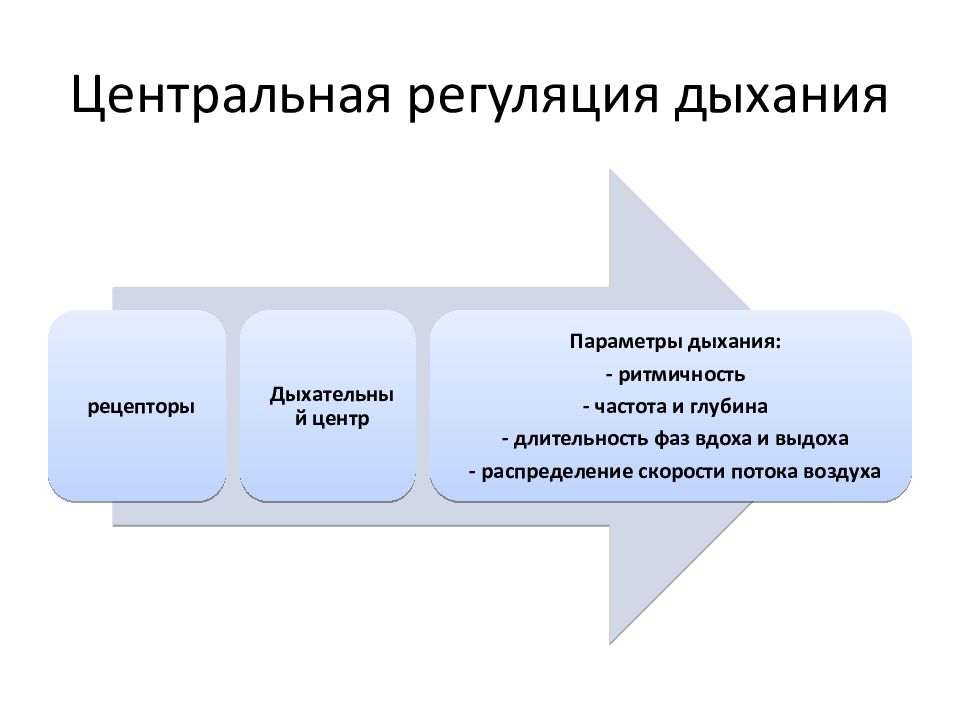 Центральные хеморецепторы находятся. Типы рецепторов участвующих в регуляции дыхания схема. Центральные рецепторы дыхания. Центральные хеморецепторы роль в регуляции. Центральные и периферические хеморецепторы дыхания.