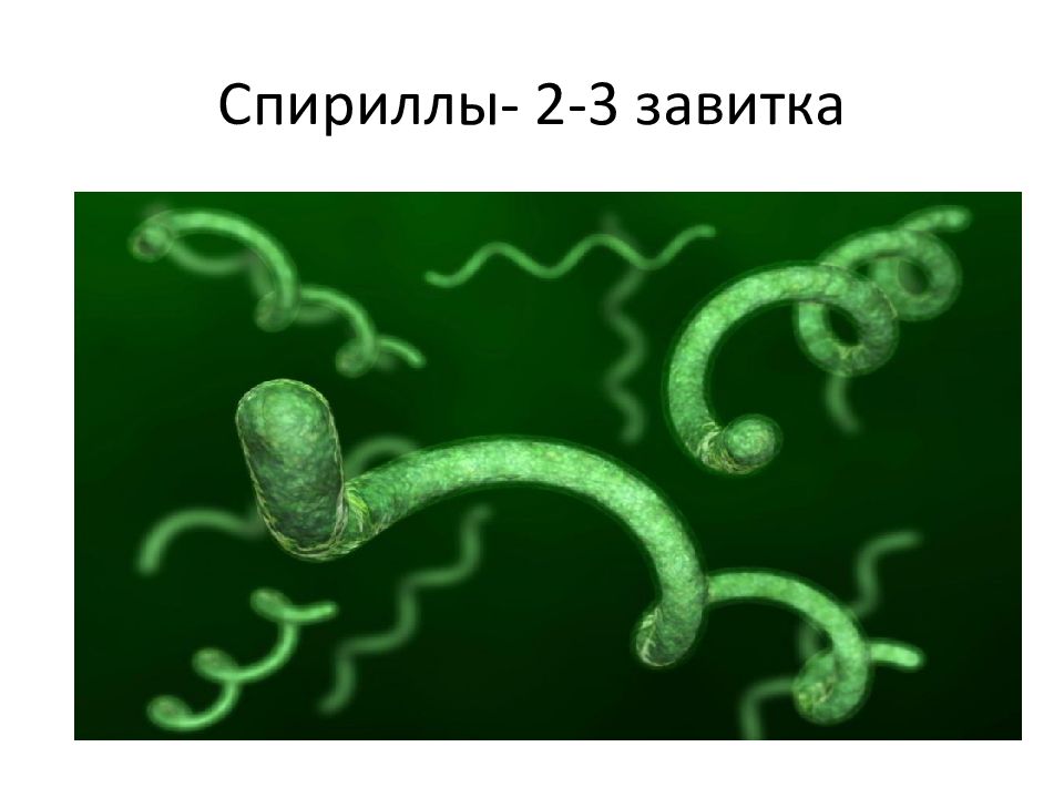 Спириллы это