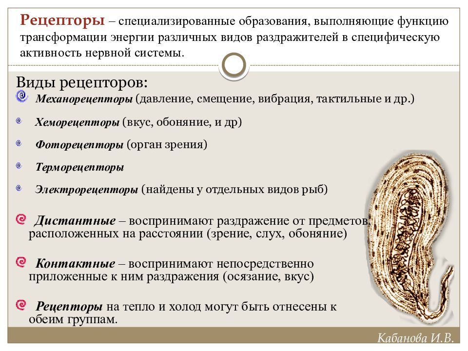 Функции выполняемые образованием. Рецептор (нервная система). Виды рецепторов нервной системы. Функции рецепторов нервной системы. Нервы это рецепторы.