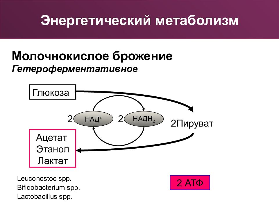 Энергетический обмен веществ. Энергетический метаболизм бактерий. Молочнокислое брожение схема. Метаболизм бактерий конструктивный и энергетический. Схема гетероферментативного молочнокислого брожения.