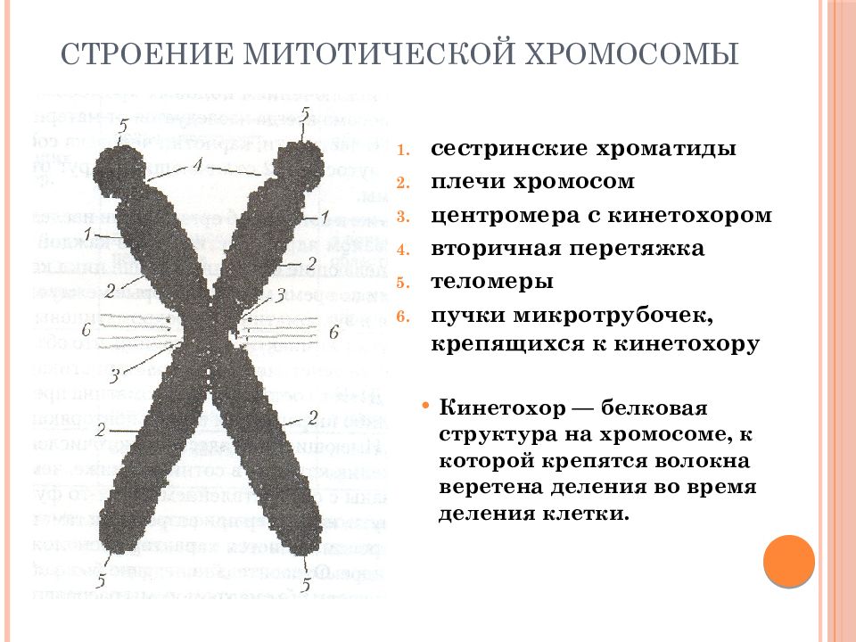 Хромосома рисунок. В составе митотических хромосом. Строение митотической хромосомы. Строение и функции хромосом, их классификация. Хромосомы их строение и функции.