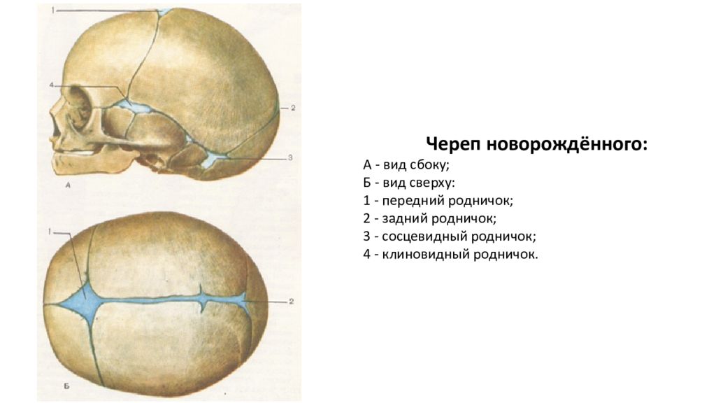 Типы родничков. Роднички новорожденного анатомия черепа. Роднички у новорожденных анатомия. Схема свод черепа сбоку. Череп новорожденного вид сбоку и сверху.