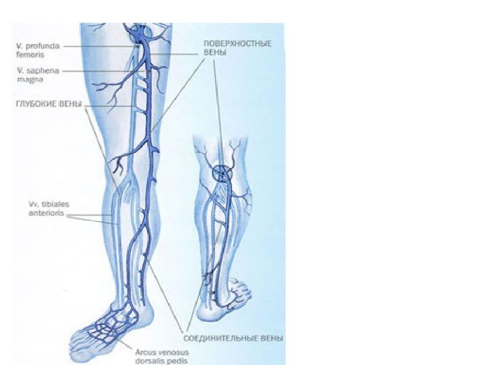 Анатомия вен ноги. Анатомия глубоких вен нижних конечностей схема. Схема венозной системы нижних конечностей человека.