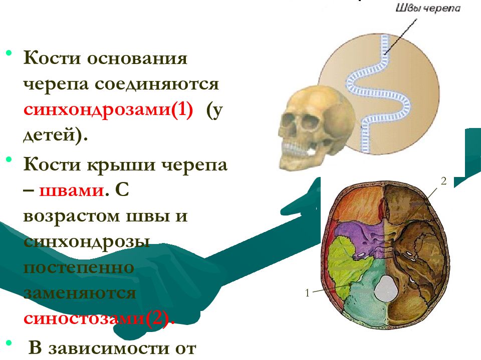Подвижное соединение в черепе. Соединение костей черепа. Синхондрозы черепа. Возрастные особенности черепа у детей. Постоянные синхондрозы черепа.