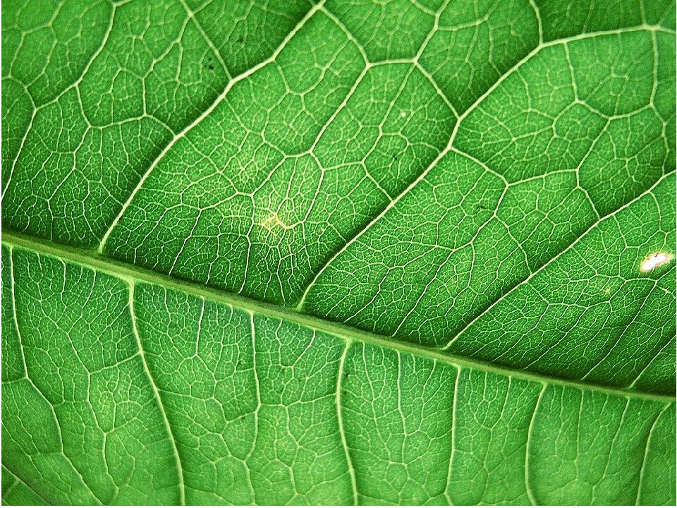 Өсімдіктің тыныс алуы