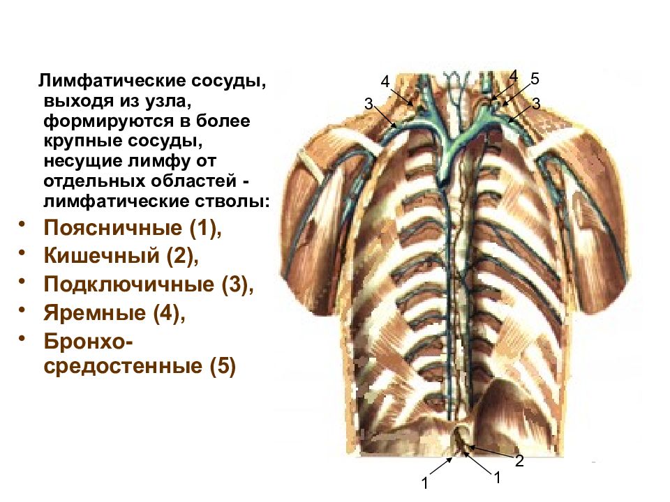 Схема грудного и правого лимфатического протока
