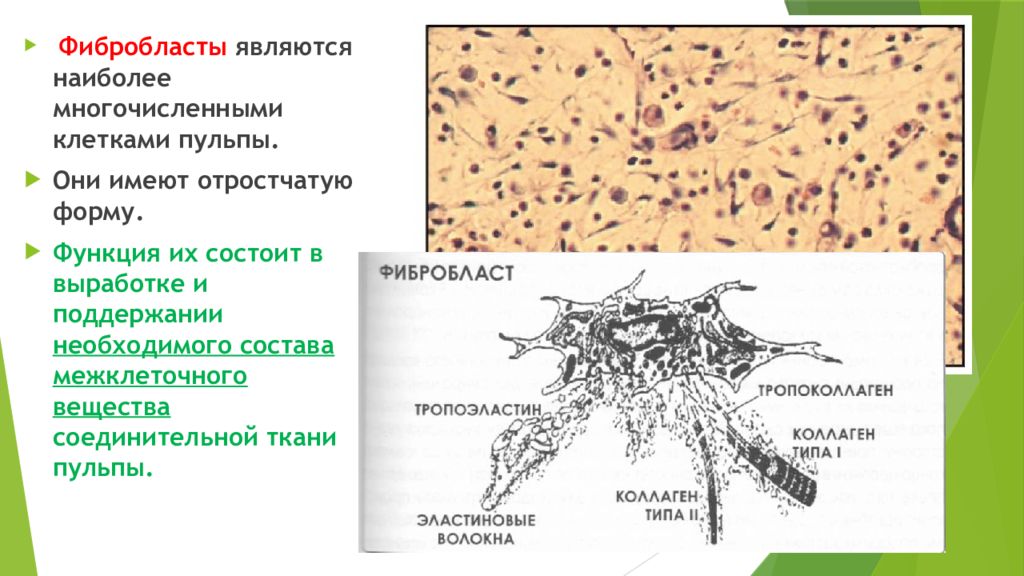 Функции фибробластов. Фибробласты фиброциты фибробласты. Строение фибробластов гистология. Фибробласты функции гистология. Фибробласты соединительной ткани.