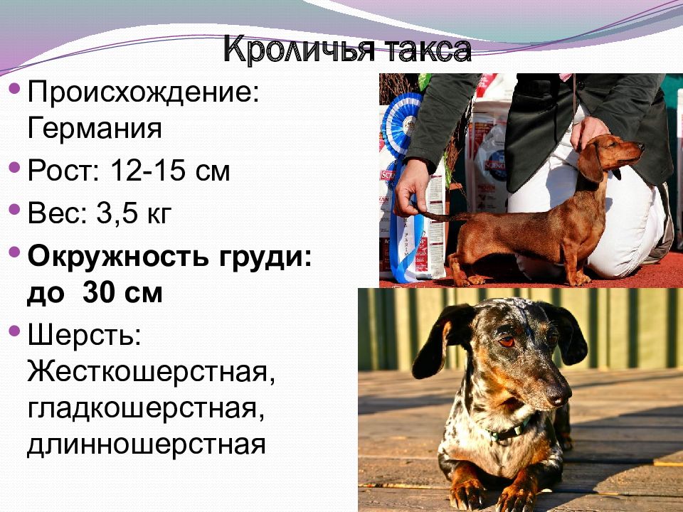 Такса презентация 2 класс