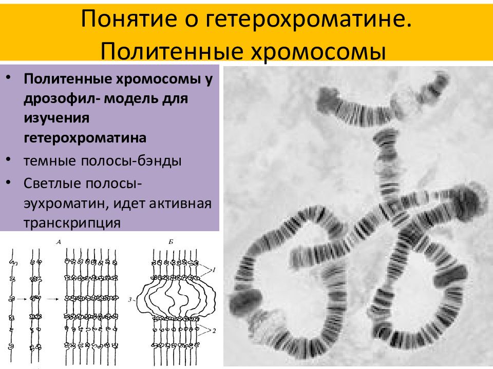 Участки хромосом. Препарат политенные хромосомы дрозофилы. Строение хромосомы эухроматин и гетерохроматин. Бальбиани политенные хромосомы. Политенные хромосомы хирономуса.