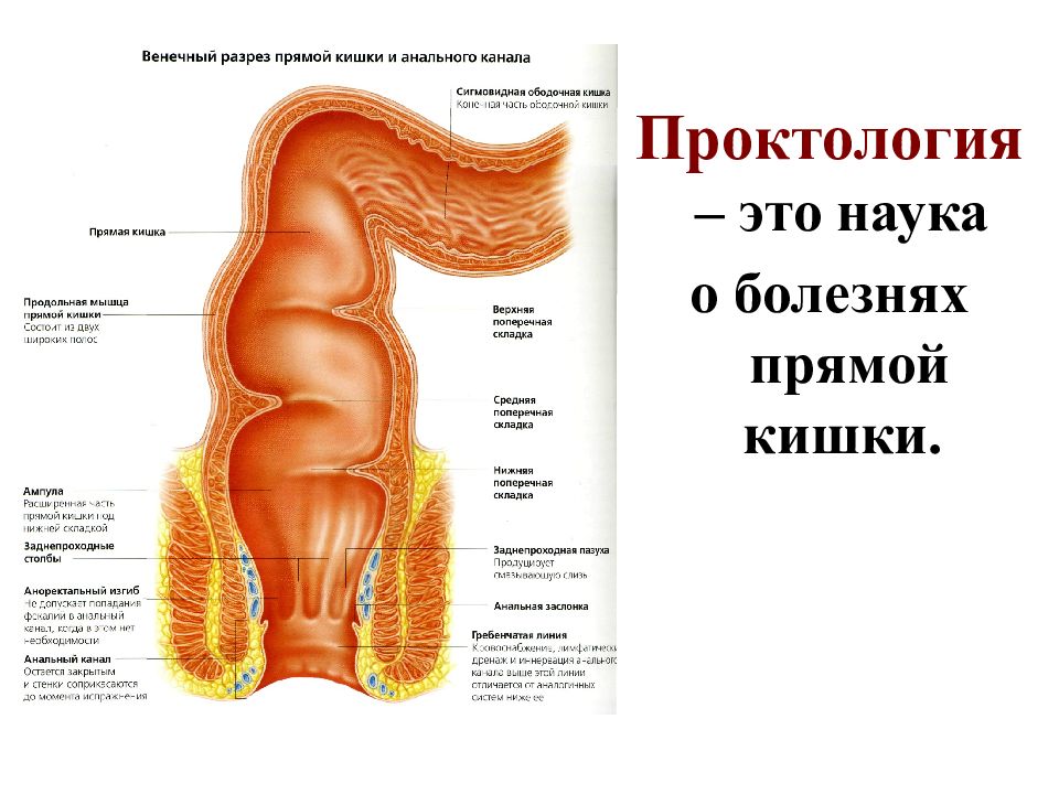 Сосудистый рисунок смазан в прямой кишке что это значит