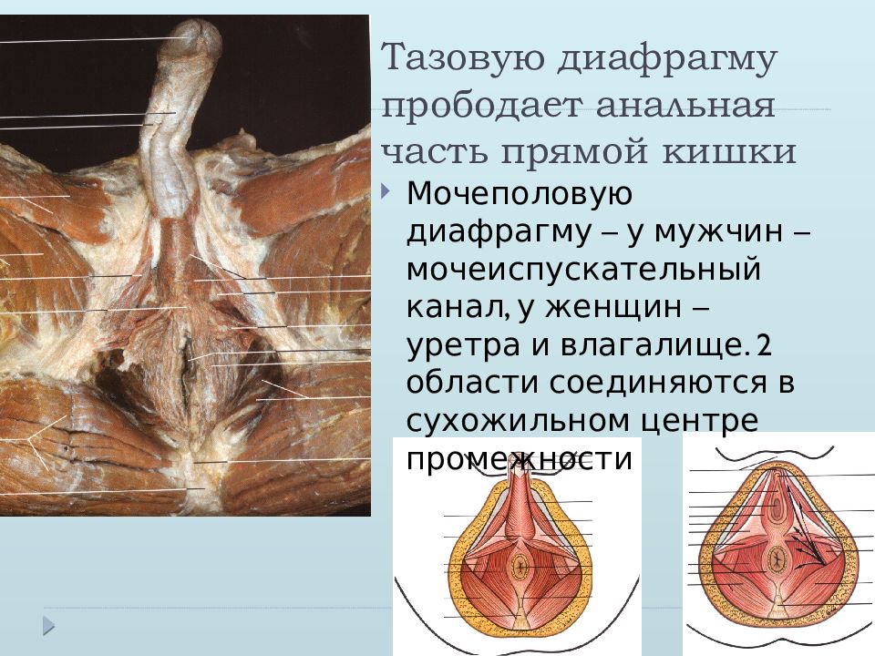 Малые половые губы схема