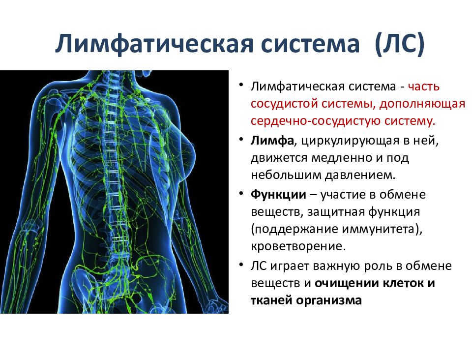 Презентация на тему лимфатическая система