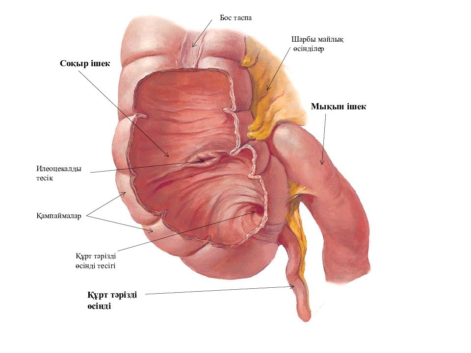 Ішек анатомиясы презентация