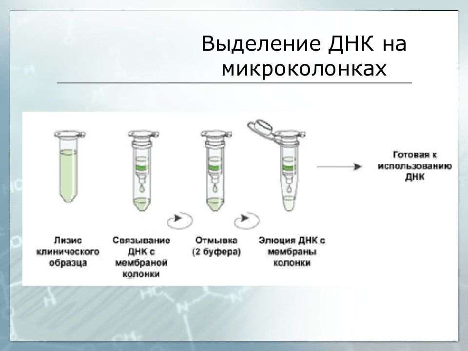 Схема действия 5 бромурацила на днк