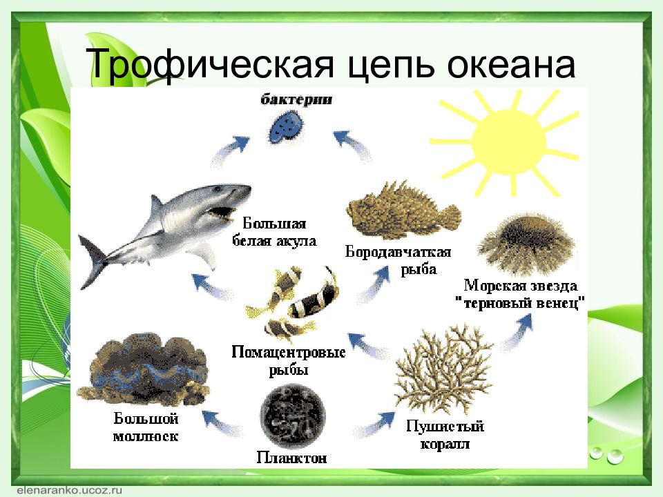 Трофическая цепь. Пищевая трофическая цепь. Трофическая цепь океана. Пищевые цепи морей и океанов. Цепочка питания в океане.