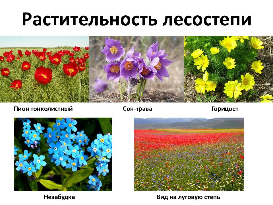 Природа степей презентация