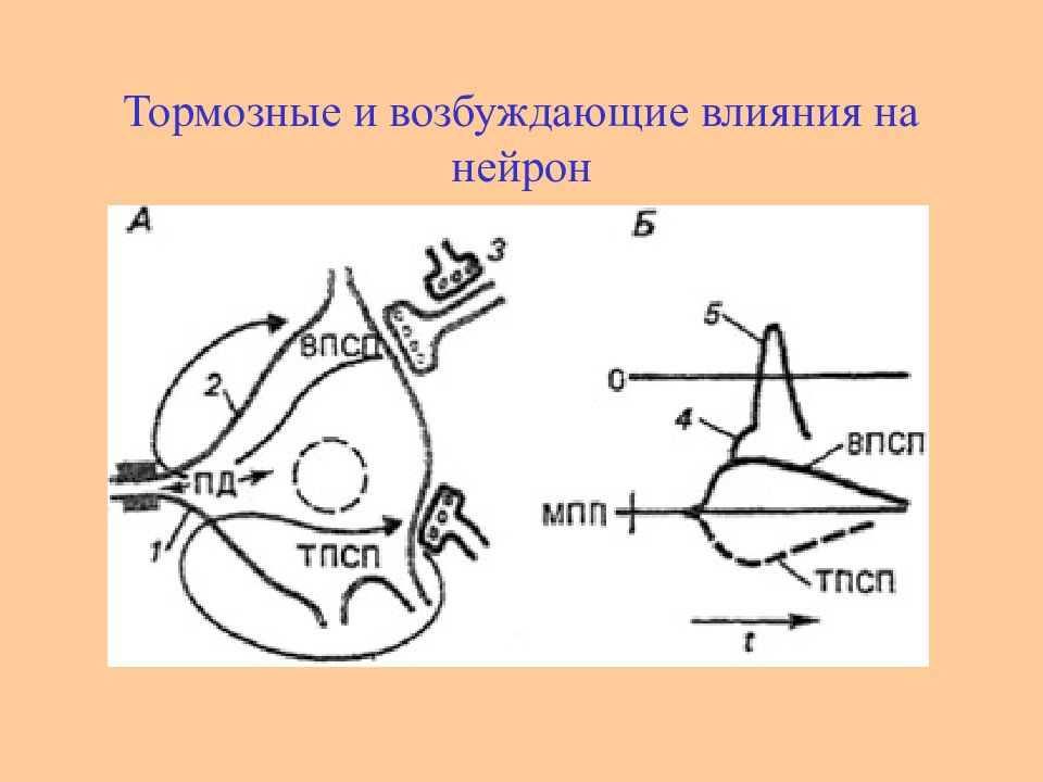 Действие возбуждения. Возбуждающие и тормозные Нейроны. Возбуждение и торможение нейронов. Возбуждающий и тормозной Нейрон. Контуры возбуждения и торможения.