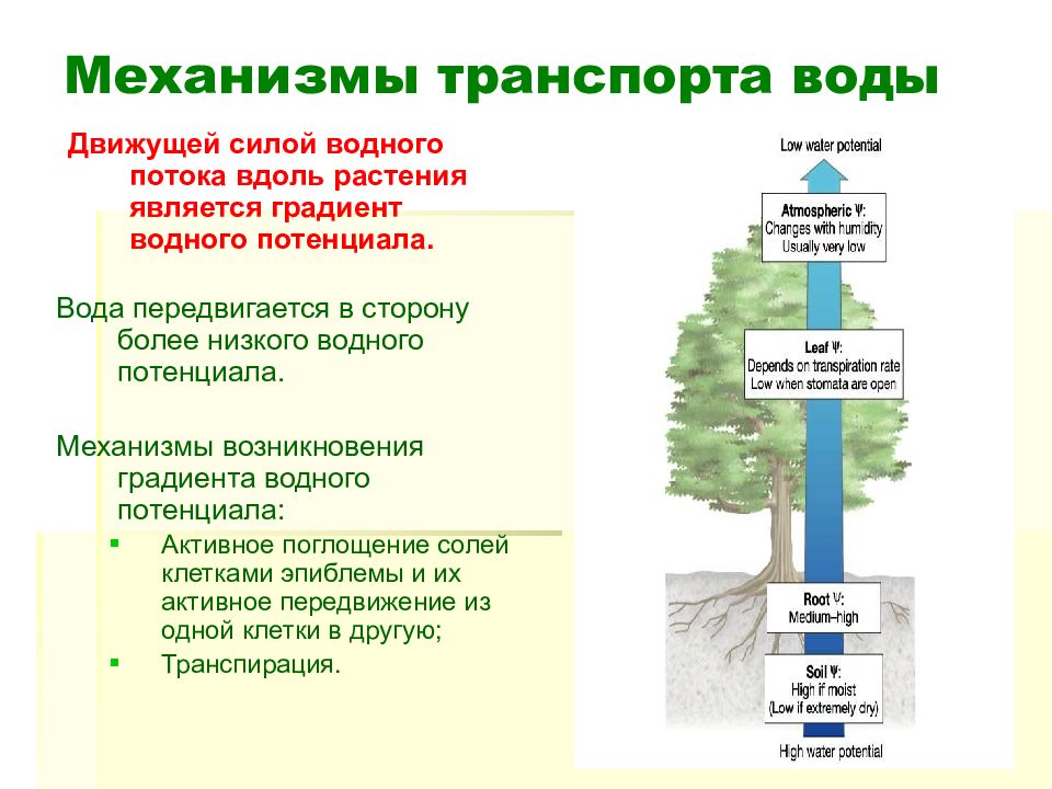 Схема минеральное питание животных и человека зависит от растений