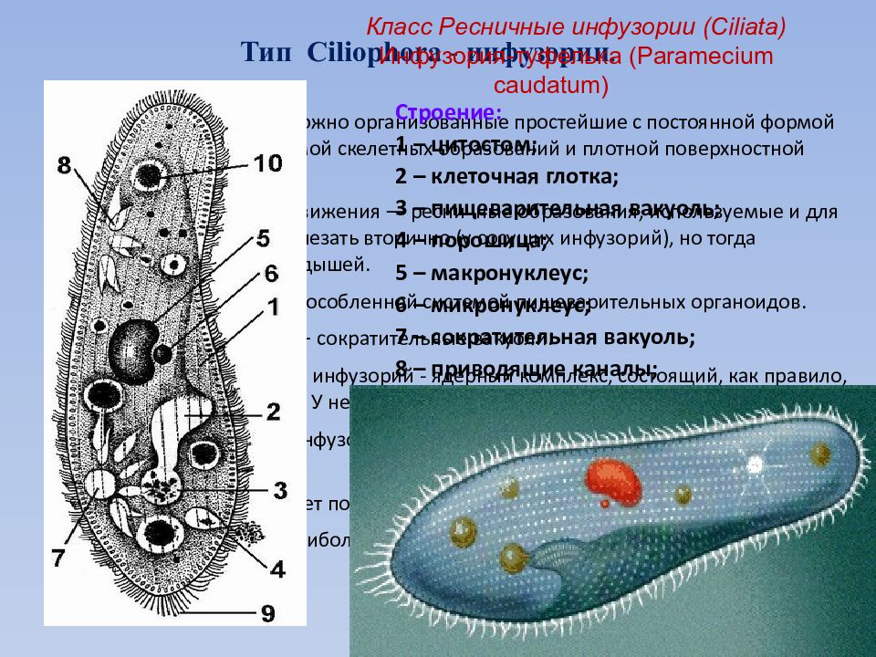 На рисунке изображено одно из проявлений жизнедеятельности инфузории туфельки какое общее свойство