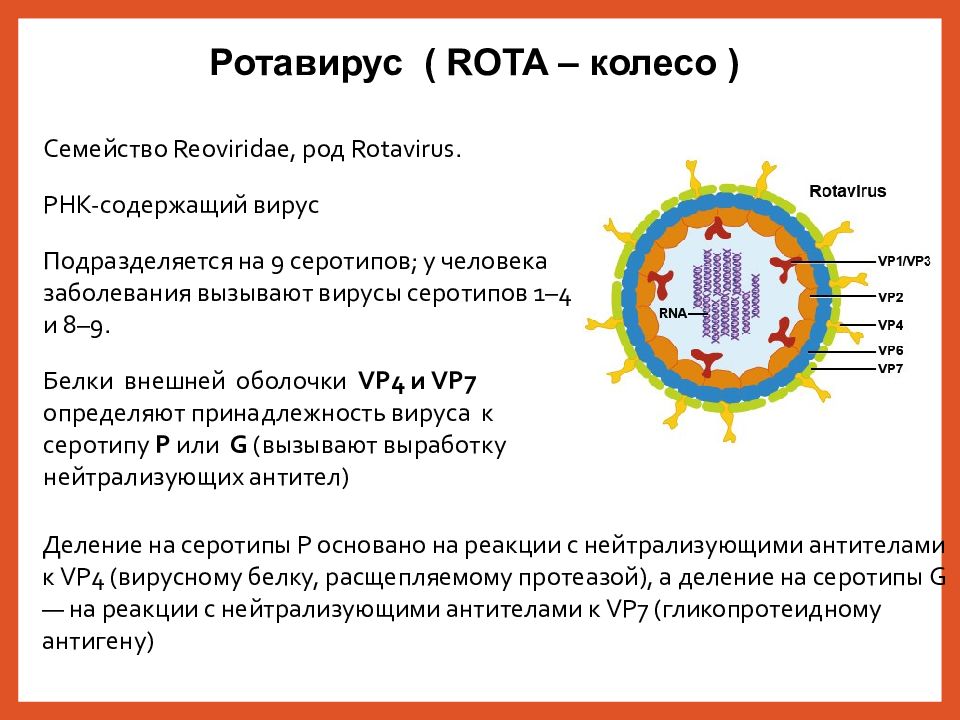 Как отличить ротавирусную от. Ротавирусы микробиология строение. Возбудитель ринувирусной инфекции. Ротавирусная инфекция строение. Ротавирус строение вируса.