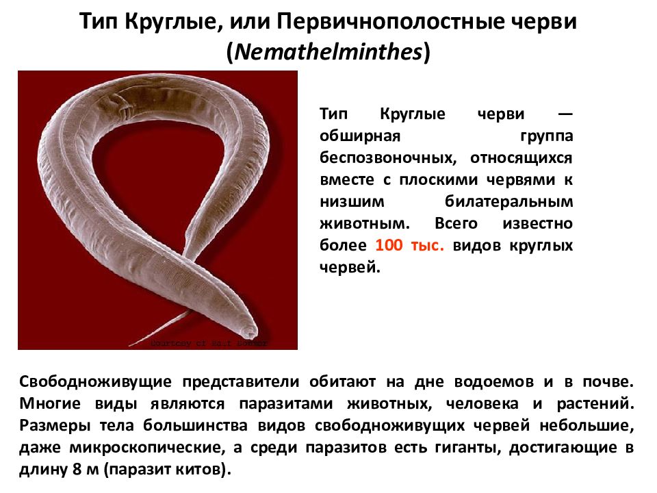 Круглые черви тип беспозвоночных. Круглые черви (Nemathelminthes). Тип круглые черви – Nemathelminthes. 4 Валика круглых червей. Круглые черви Первичнополостные.