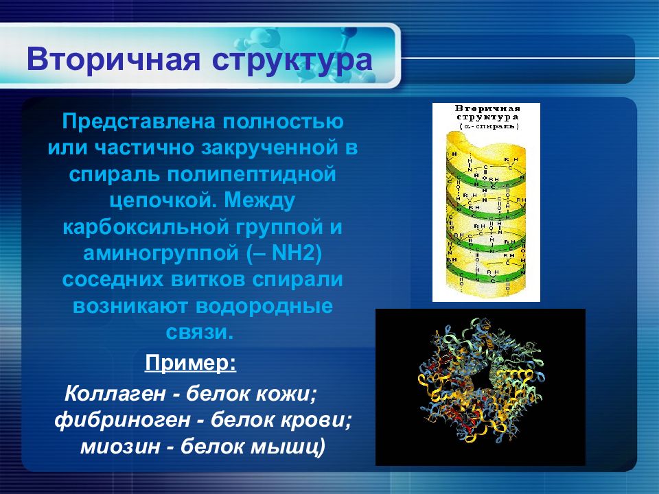 А также состав представлены. Вторичная структура белка коллагеновая спираль. Эластины примеры белков. Зависимость биологических свойств белков от вторичной структуры. Вторичная или спиралевидная происходит.
