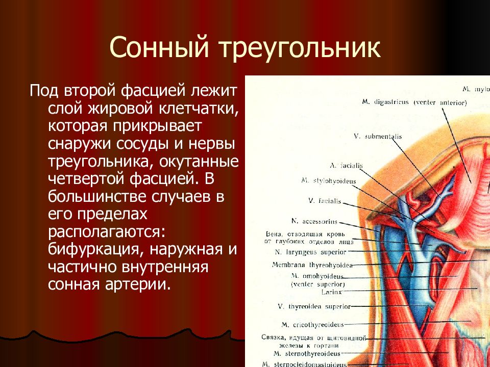 Стенки треугольника пирогова