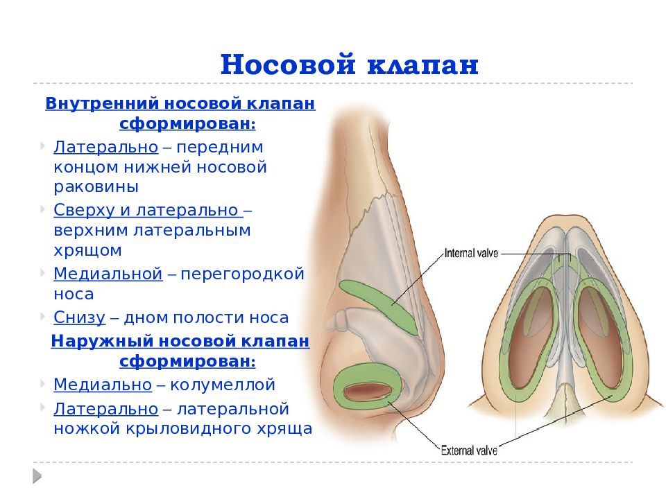 Анатомия носа презентация