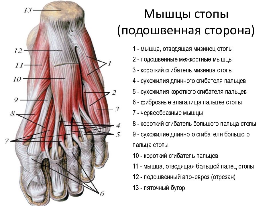 Схема нижней части ноги