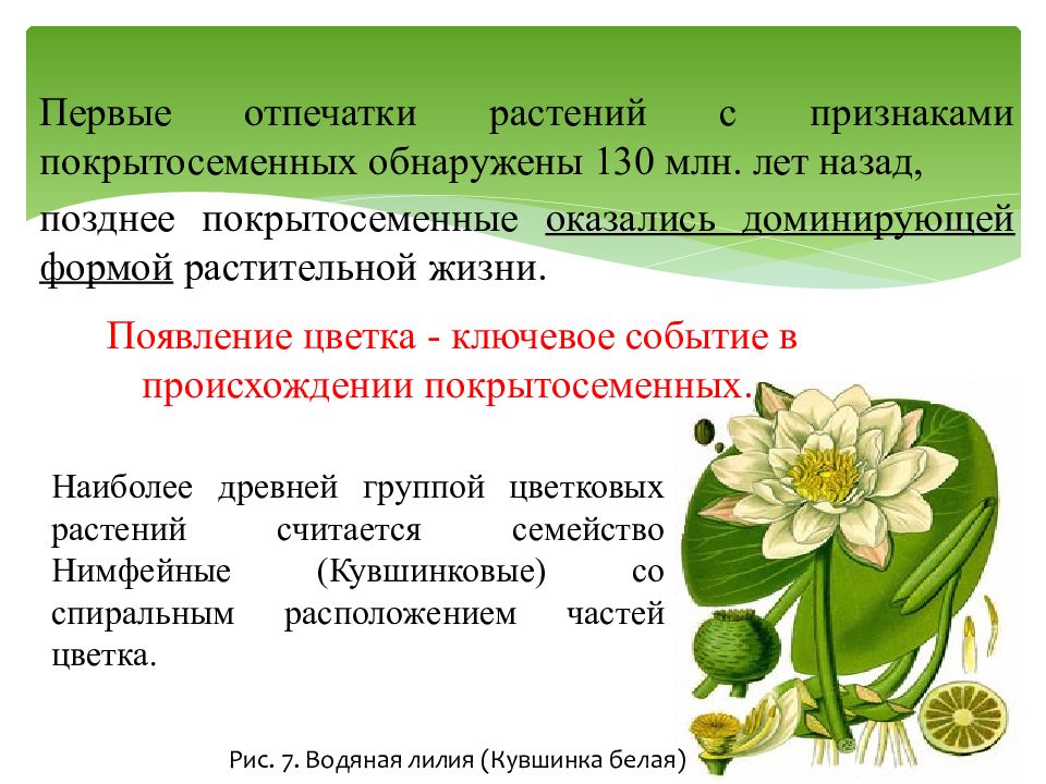 Рассмотрите схему отражающую развитие растительного мира земли редька дикая