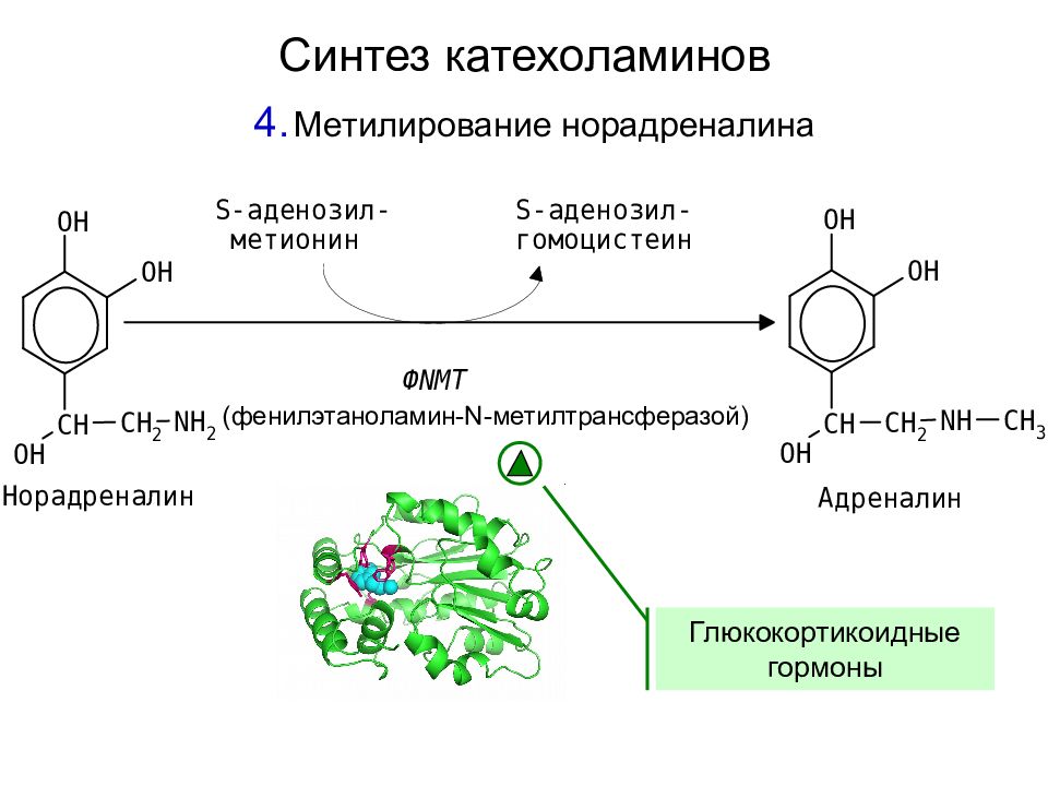 Схема синтеза катехоламинов