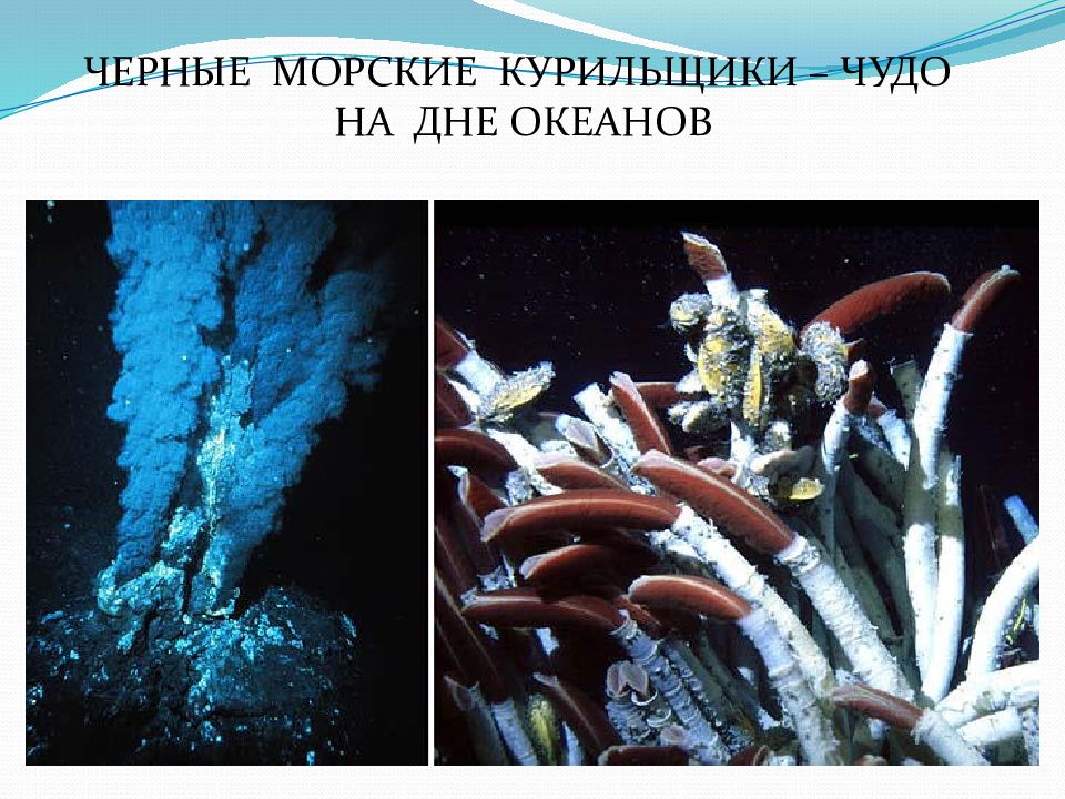 В глубоководных океанах отсутствуют. Черные курильщики Марианская впадина. Двустворчатые моллюски черные курильщики. Глубоководные гидротермальные источники. Чёрные курильщики организмы.
