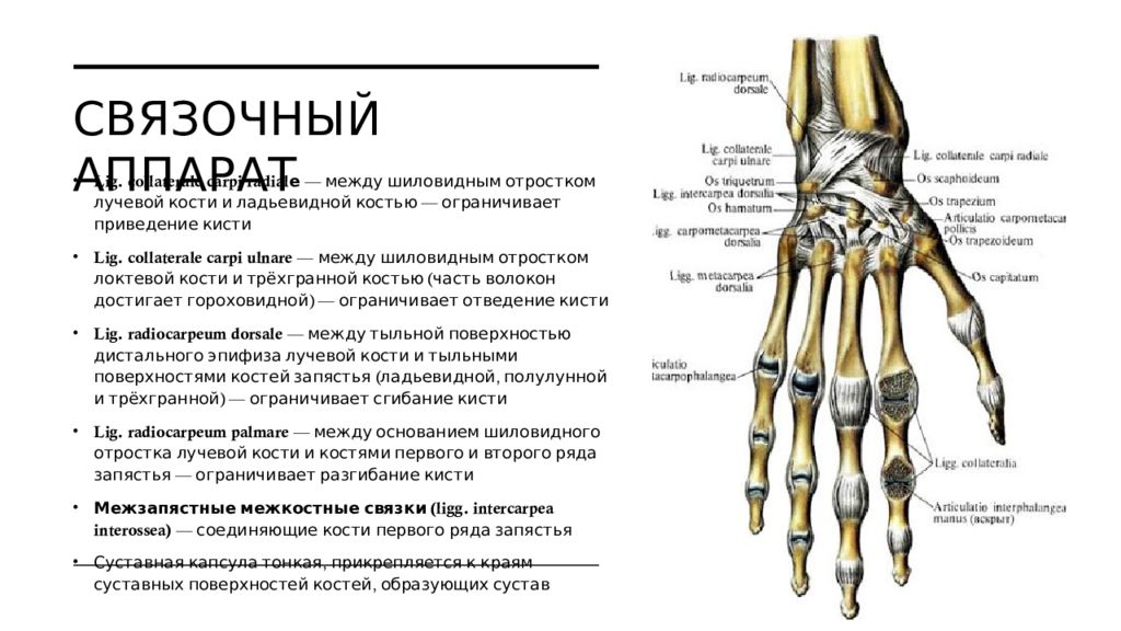 Лучезапястный сустав это. Кости кисти лучезапястный сустав. Связочный аппарат лучезапястного сустава. Лучезапястный сустав классификация. Кости, образующие лучезапястный сустав.