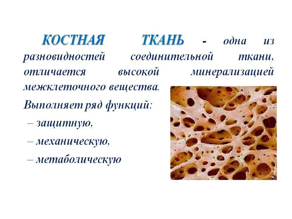 Биохимия костной ткани презентация