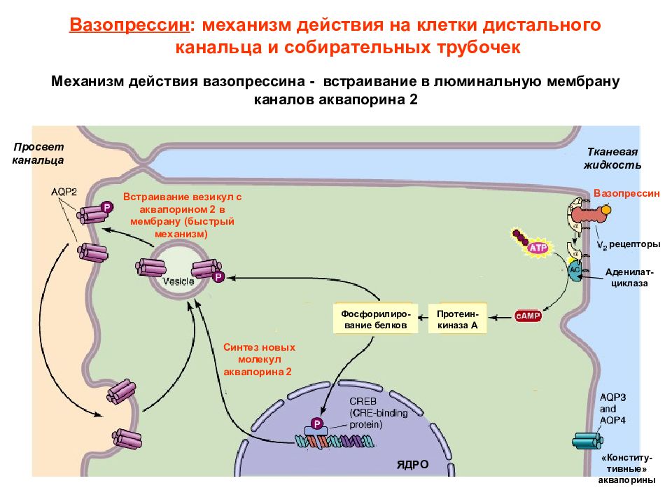 Каков механизм действия. Антидиуретический гормон схема действия. Механизм действия вазопрессина на клетки-мишени. Вазопрессин схема синтеза. Механизм секреции антидиуретического гормона (вазопрессина).