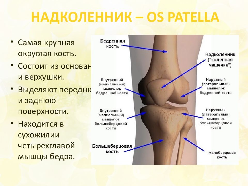 Где бедренная кость у человека фото находится