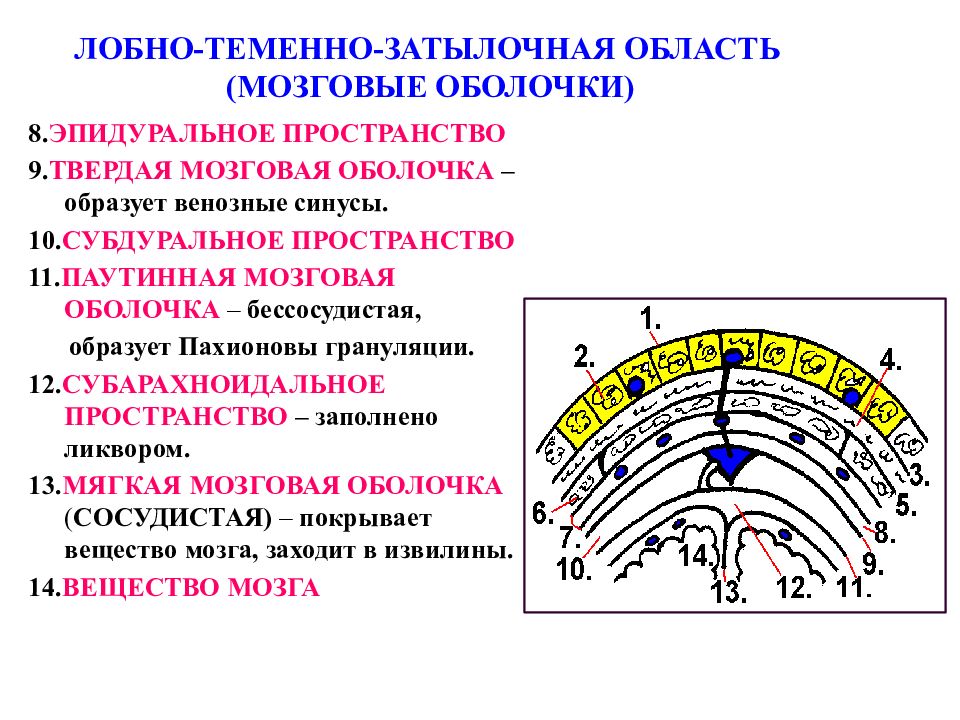 Покровы свода черепа. Лобно-теменно-затылочная область топографическая анатомия. Лобно-теменно-затылочная область топографическая анатомия послойно.