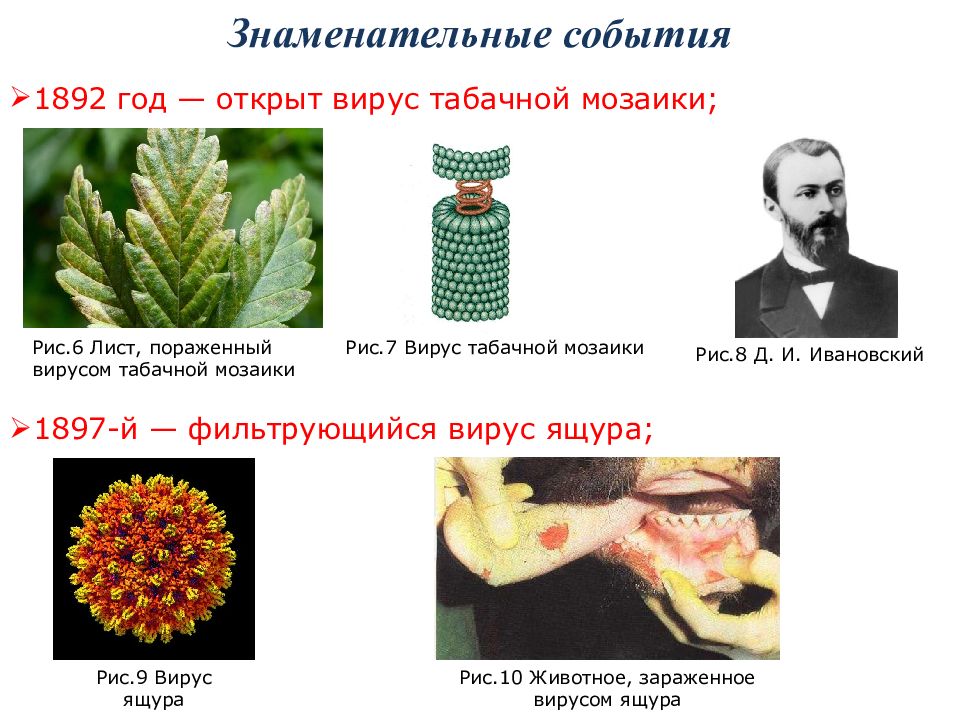 Вирусы были открыты в 1892 году. Открытие вируса табачной мозаики. Ивановский открыл вирус табачной мозаики. Вирус табачной мозаики на табаке. Кто открыл вирус табачной мозаики.