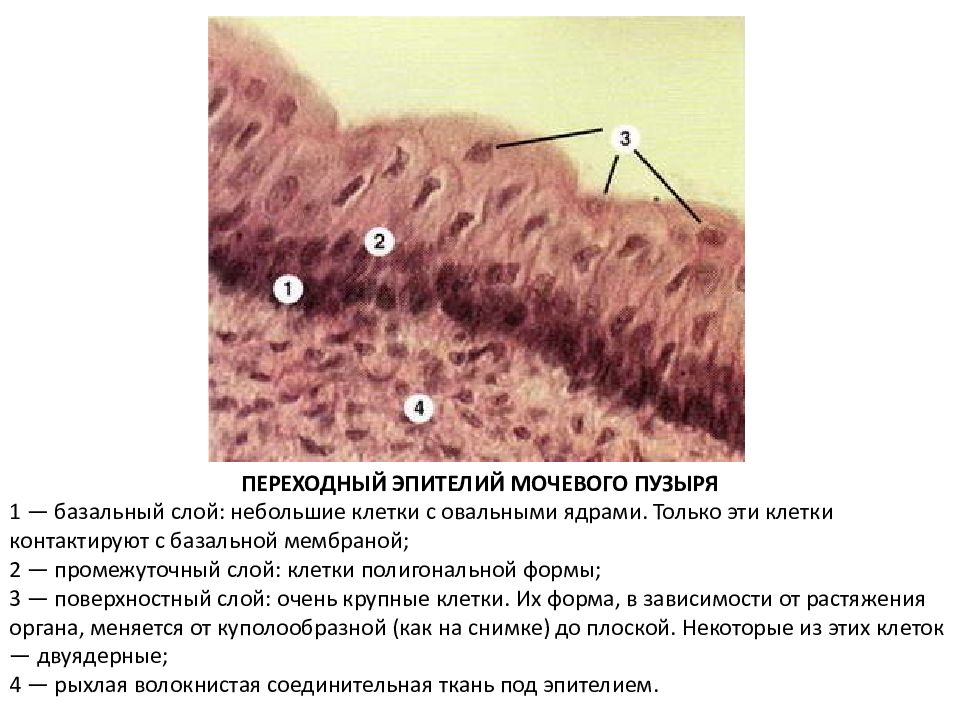 Эпителиальные клетки в образце