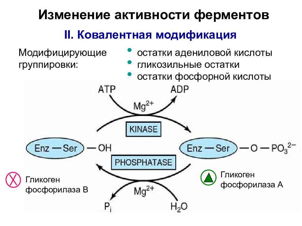 Регуляция активности ферментов презентация