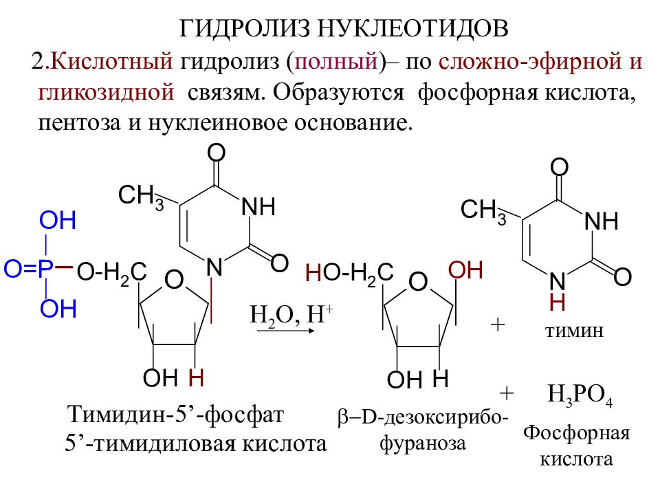 Тимидиловый нуклеотид днк